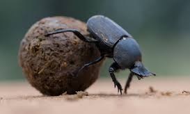 dungbeetle